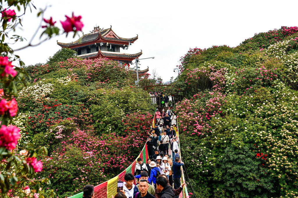 游客在贵州百里杜鹃管理区金坡景区赏花观光(4月1日摄)。