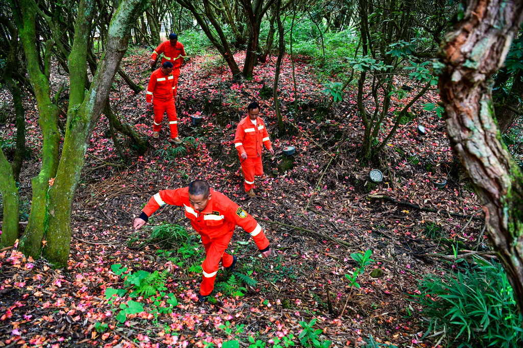 森林防火队员们在贵州百里杜鹃管理区金坡景区巡逻，排查森林火灾隐患（4月2日摄）。