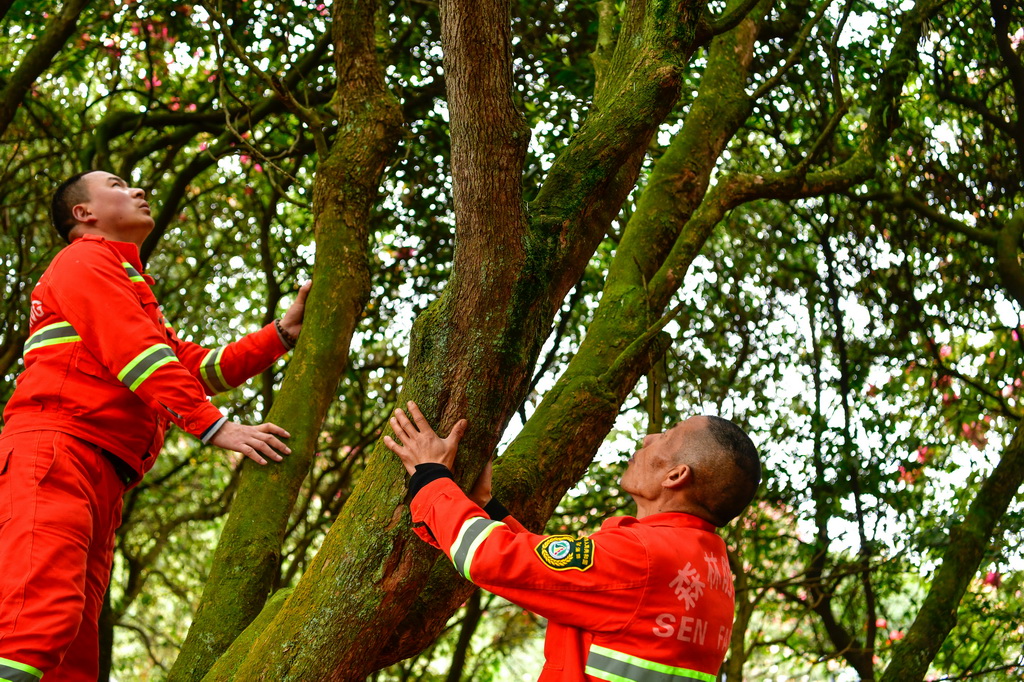 在贵州百里杜鹃管理区金坡景区，森林防火队员在查看一棵杜鹃树病虫害防治情况（4月2日摄）。