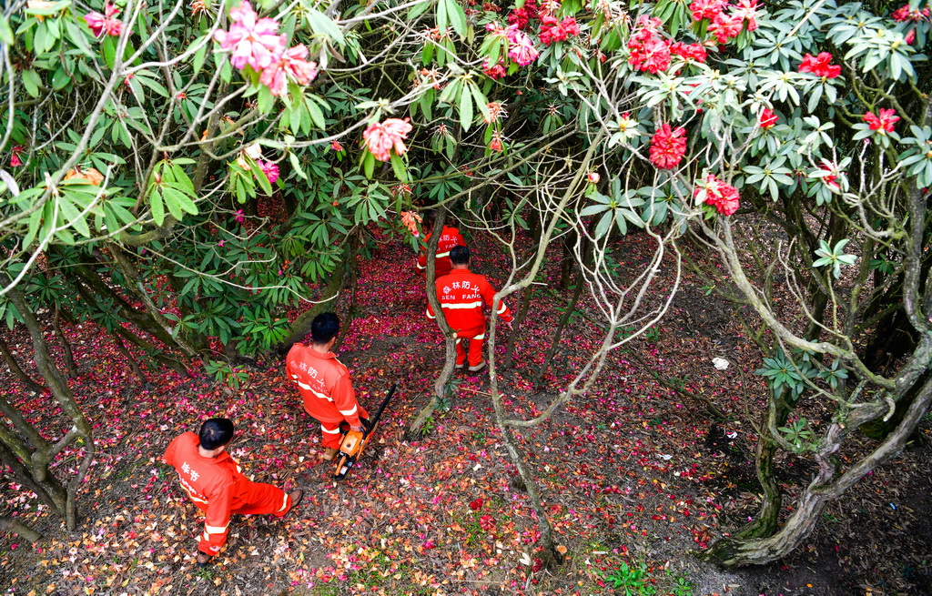 森林防火队员们在贵州百里杜鹃管理区金坡景区巡逻,排查森林火灾隐患(4月2日摄)。