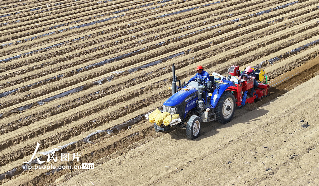 甘肃民乐：播种马铃薯【2】