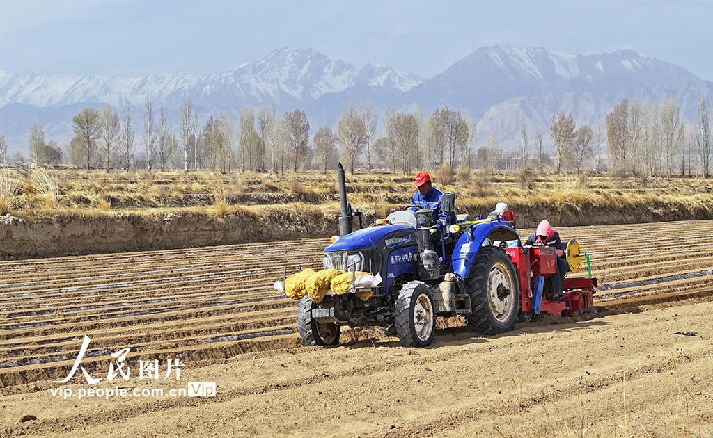 甘肃民乐：播种马铃薯【3】