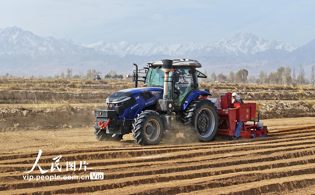甘肃民乐：播种马铃薯【5】