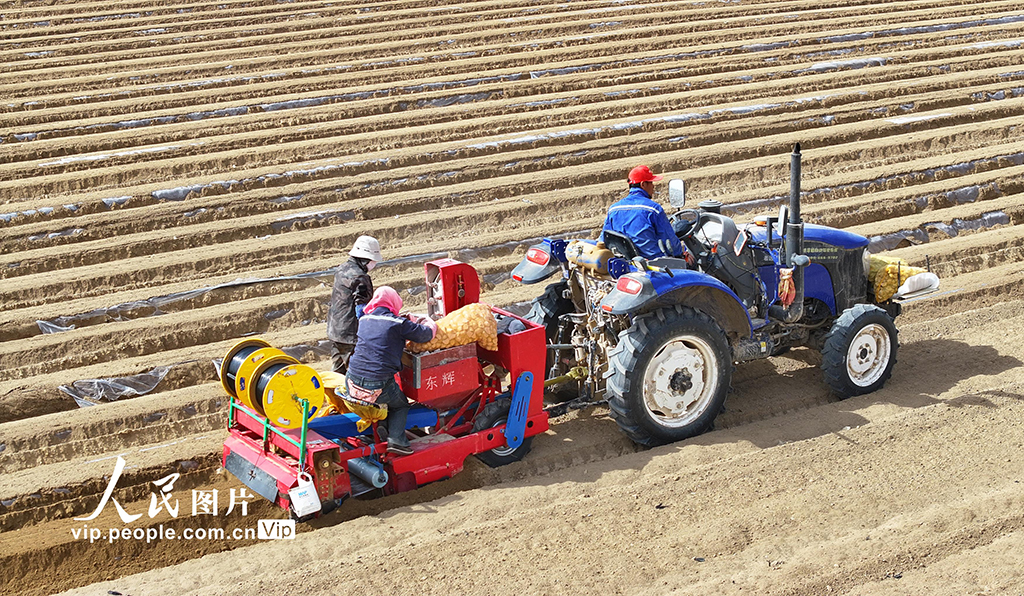 甘肃民乐：播种马铃薯【8】