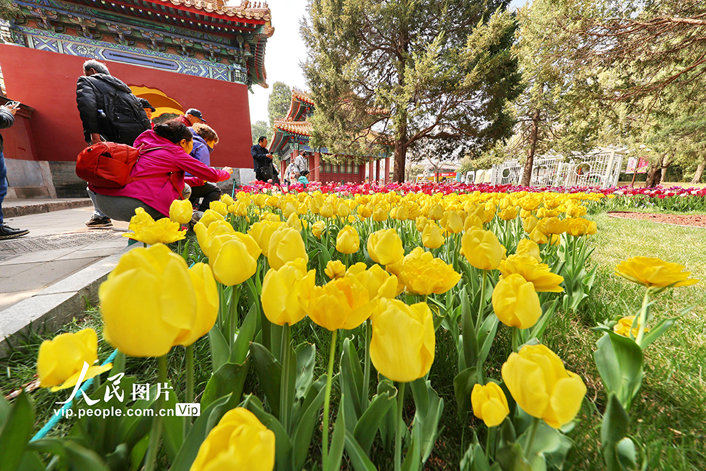 北京：中山公园郁金香绽放【2】