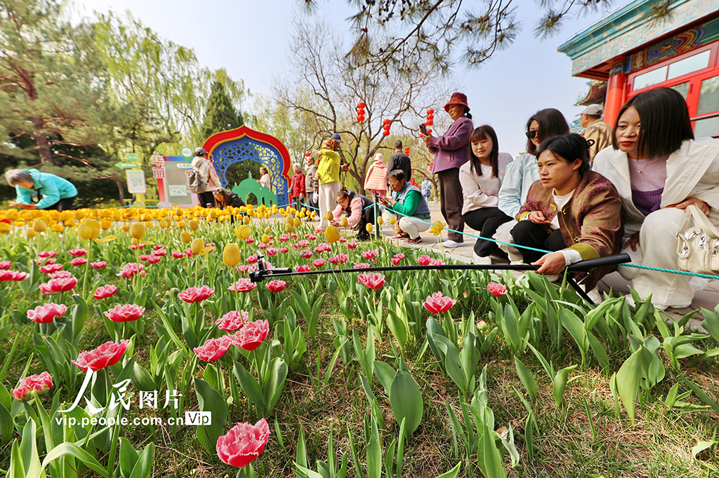 北京：中山公园郁金香绽放【4】