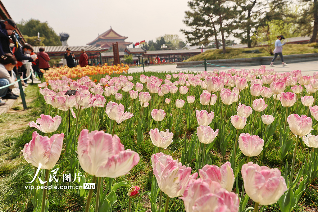 北京：中山公园郁金香绽放【5】