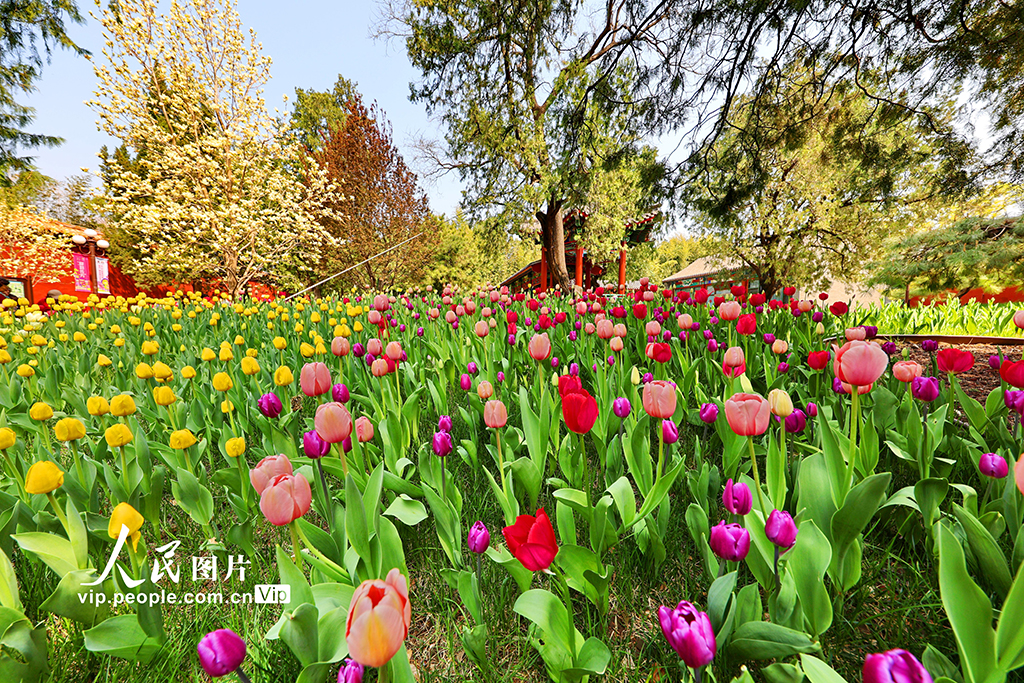北京：中山公园郁金香绽放【7】