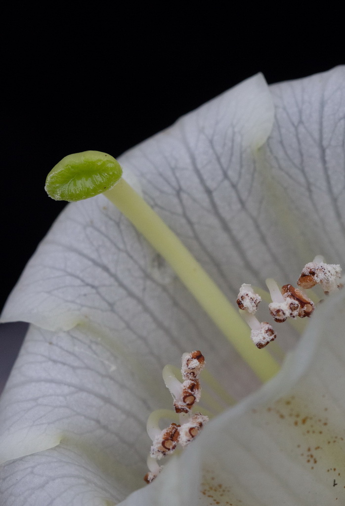 这是4月8日在华西亚高山植物园使用微距镜头拍摄的凸尖杜鹃花蕊。