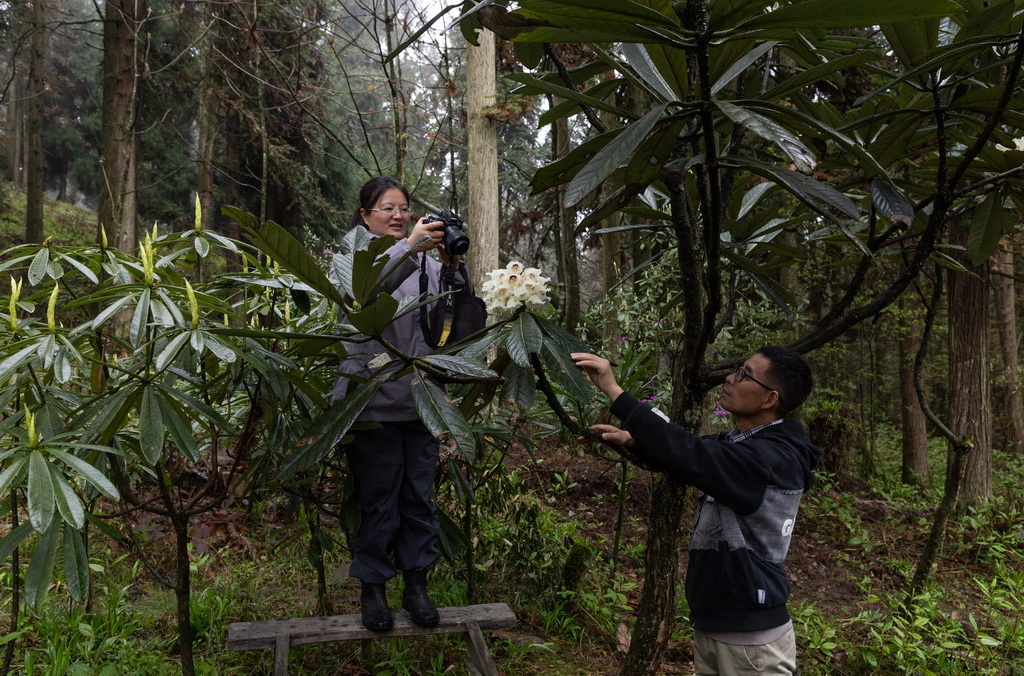 4月8日，在华西亚高山植物园，研究人员邵慧敏（左）和王飞在拍摄、记录凸尖杜鹃开花的状态。