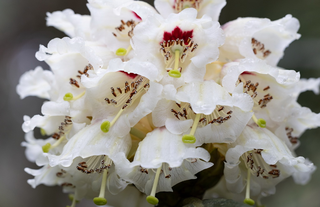 这是4月8日在华西亚高山植物园拍摄的凸尖杜鹃花朵。