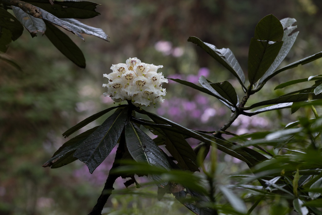 这是4月8日在华西亚高山植物园拍摄的凸尖杜鹃花朵。
