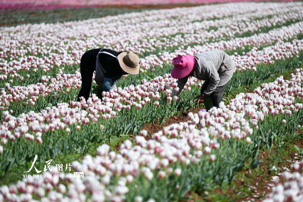 云南丽江：精心管护郁金香【2】