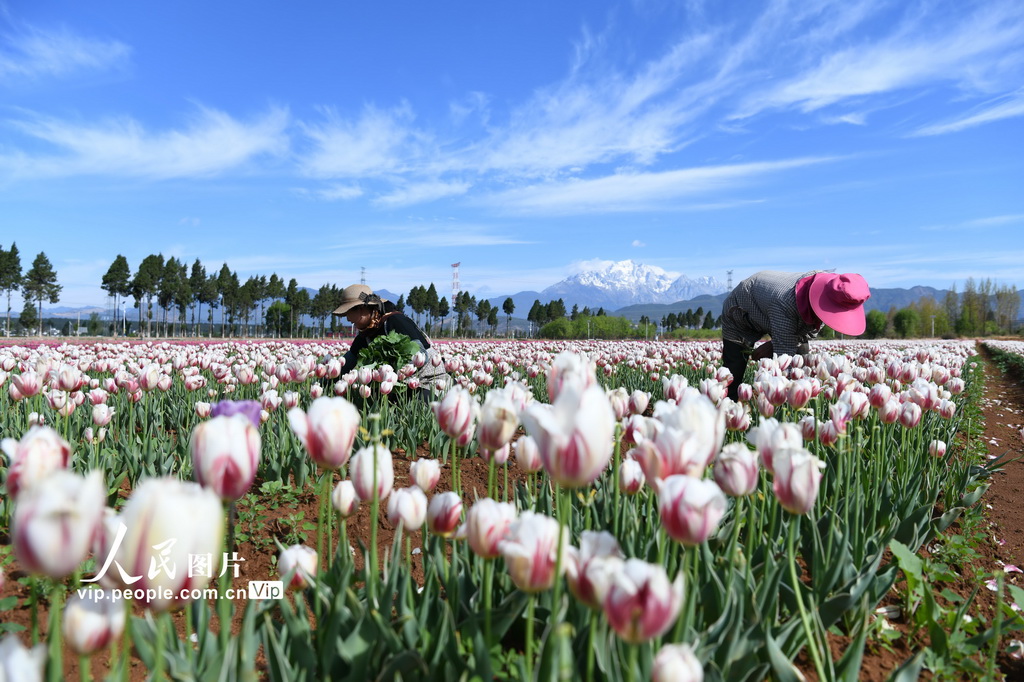 云南丽江：精心管护郁金香【3】