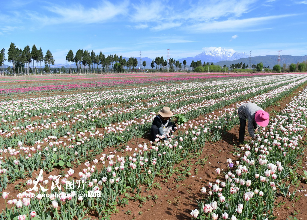 云南丽江：精心管护郁金香【4】