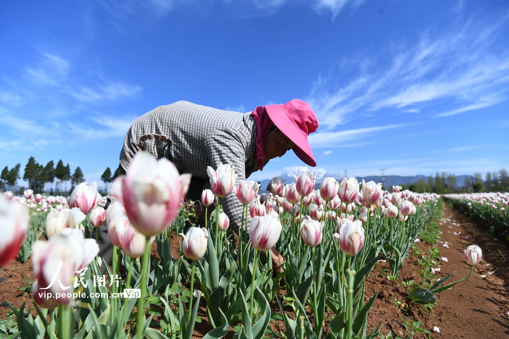 云南丽江：精心管护郁金香【5】