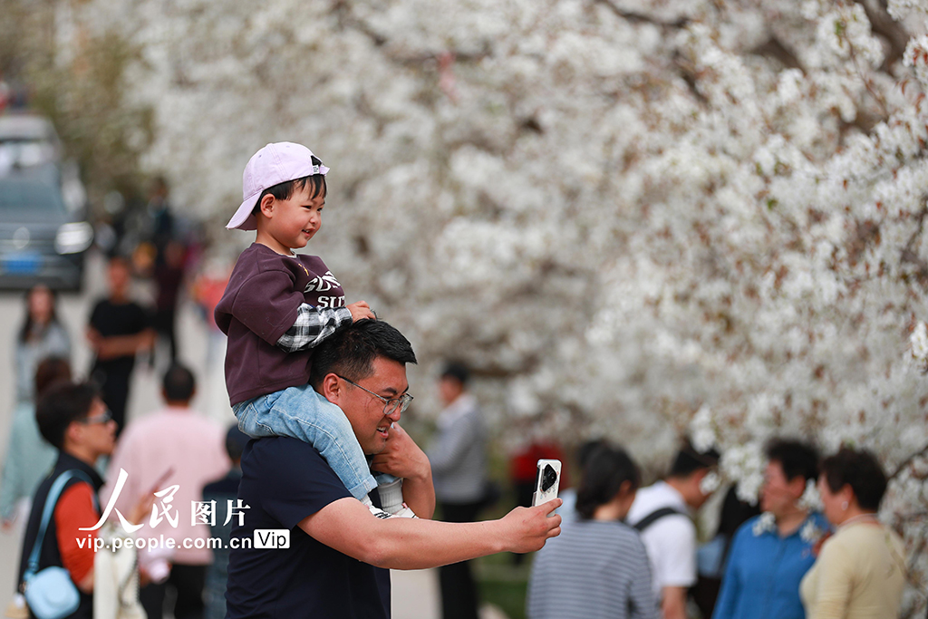 甘肃皋兰:万亩梨花绽放 农旅兴旺促振兴