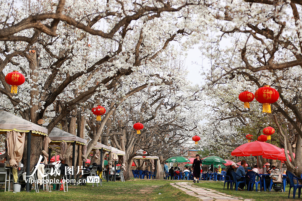 甘肃皋兰：万亩梨花绽放 农旅兴旺促振兴【2】