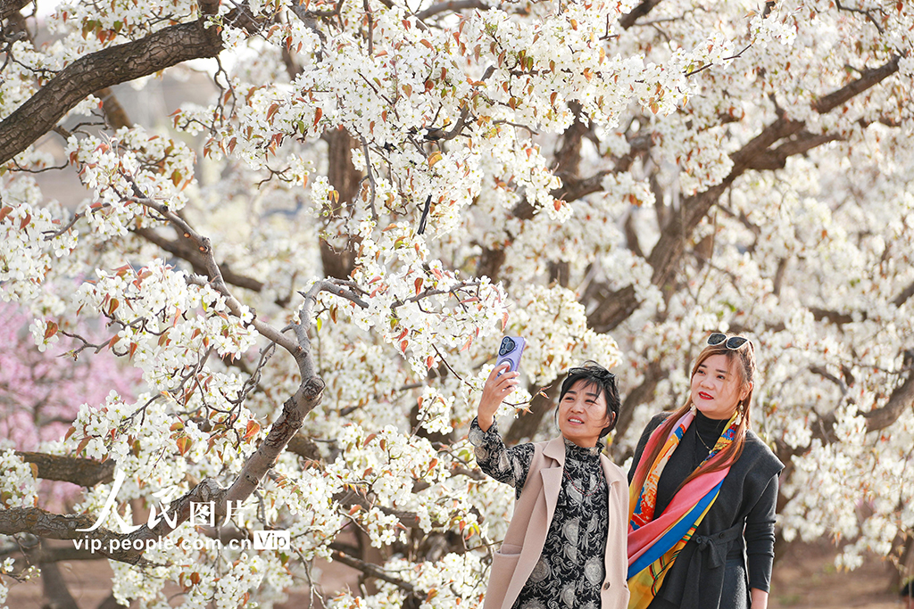 甘肃皋兰：万亩梨花绽放 农旅兴旺促振兴【3】