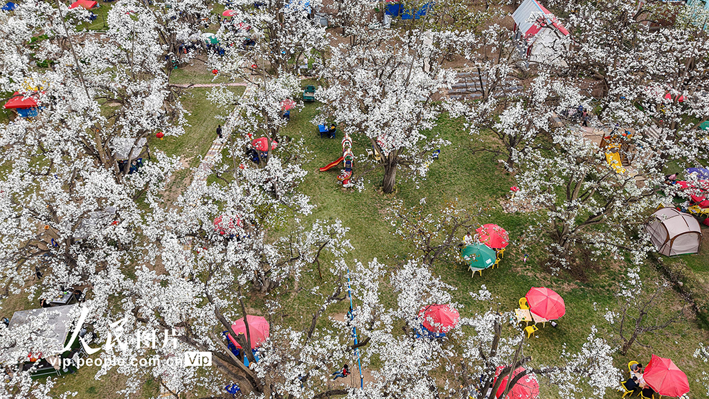 甘肃皋兰：万亩梨花绽放 农旅兴旺促振兴【4】