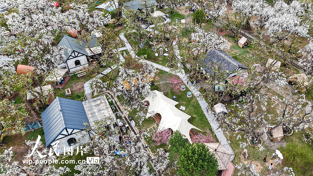 甘肃皋兰：万亩梨花绽放 农旅兴旺促振兴【5】