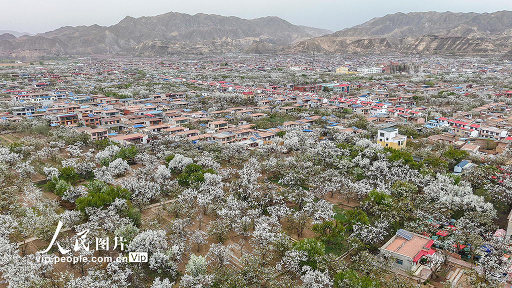 甘肃皋兰：万亩梨花绽放 农旅兴旺促振兴【6】
