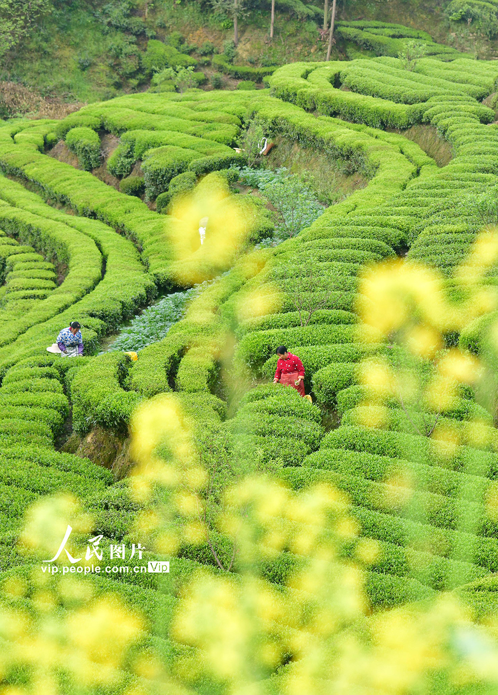 湖北秭归：春茶采摘忙【3】