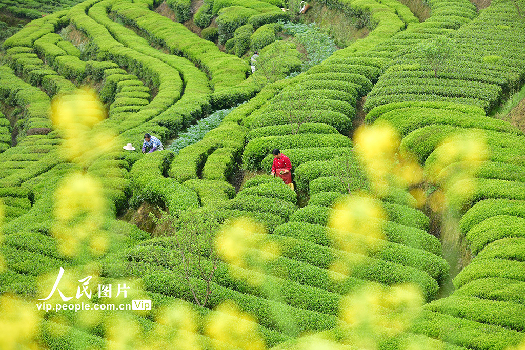 湖北秭归：春茶采摘忙【4】