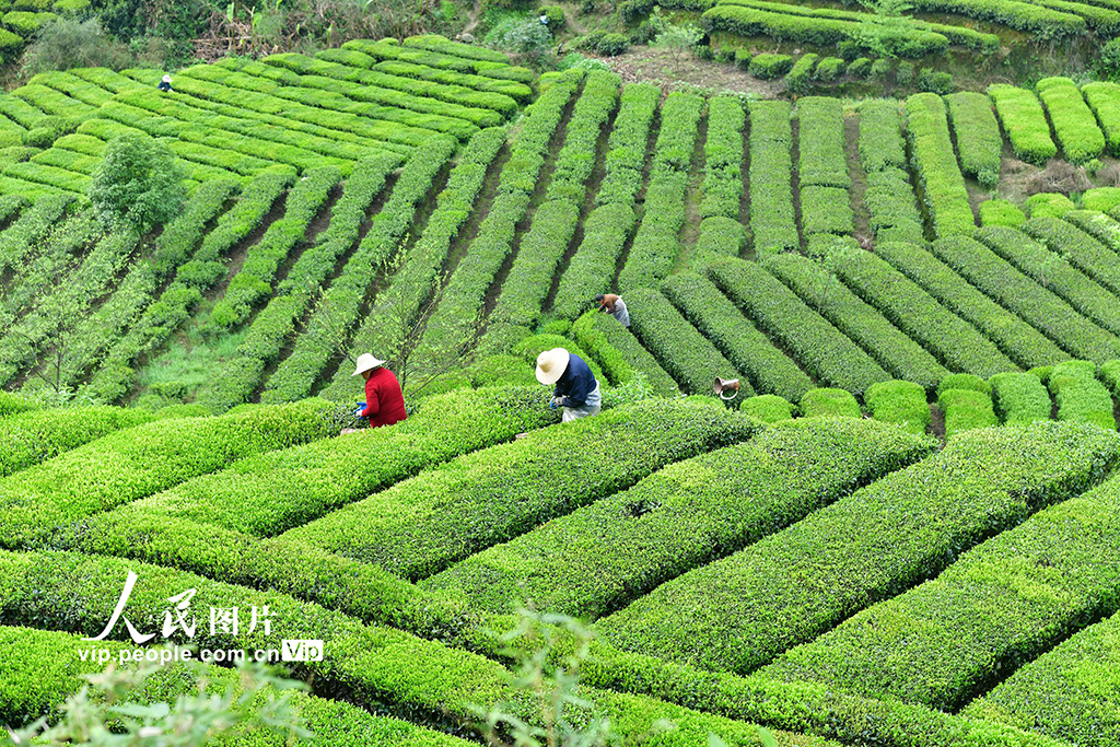 湖北秭归：春茶采摘忙【5】
