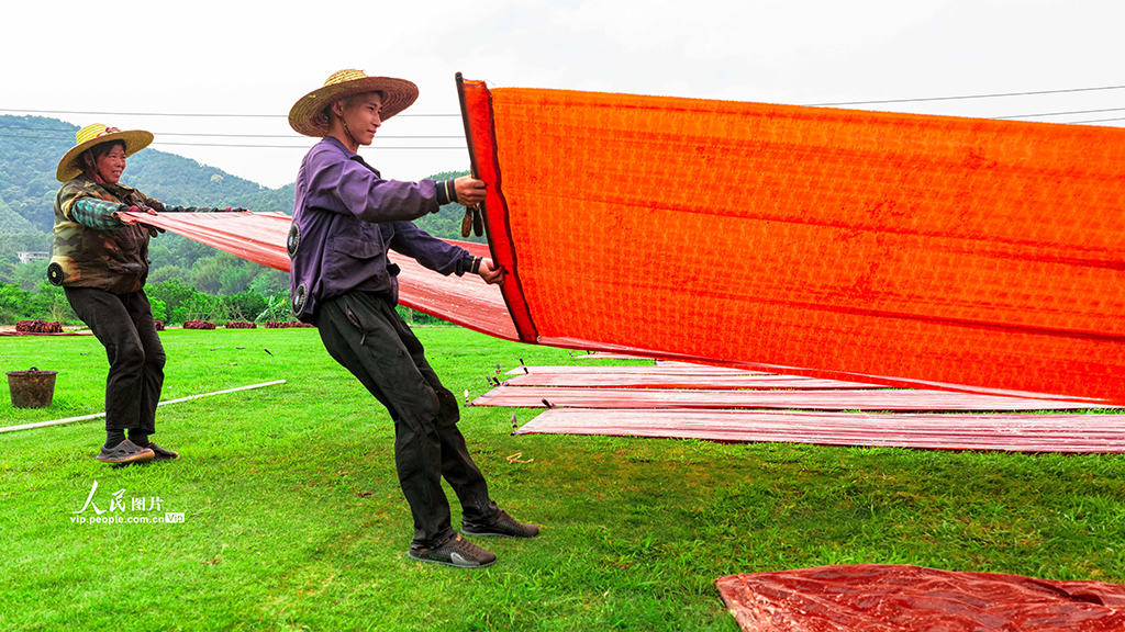 广西梧州：晾晒香云纱【4】