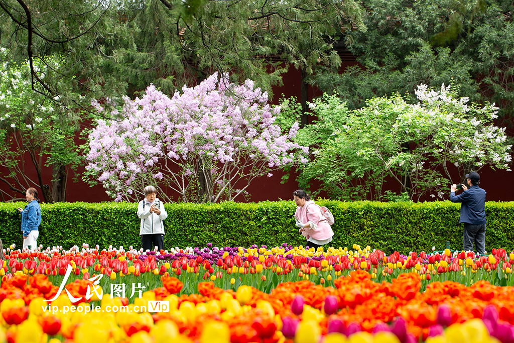 北京：中山公园郁金香盛开【4】