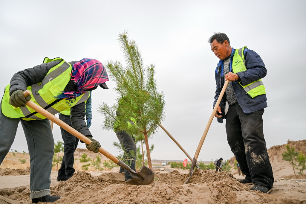 4月19日,治沙工人们在束力古台防沙治沙项目区植树。