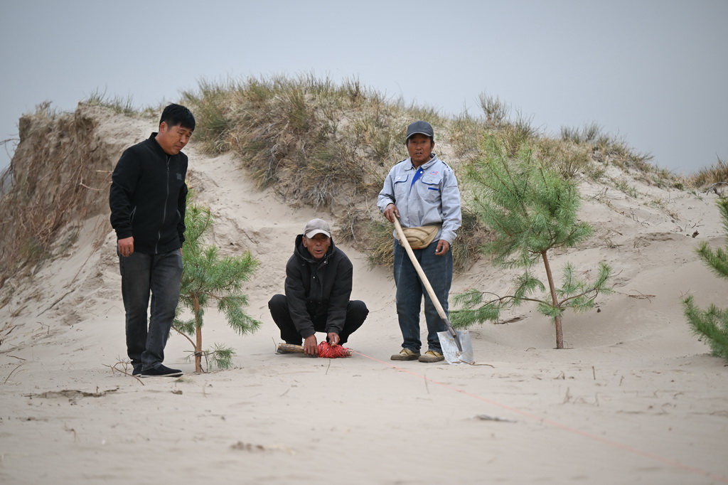 4月19日，治沙工人们在束力古台防沙治沙项目区植树。
