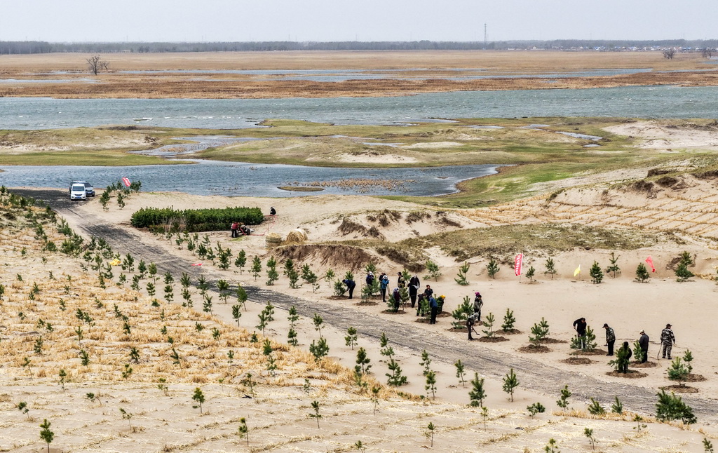 4月19日，治沙工人们在束力古台防沙治沙项目区植树（无人机照片）。