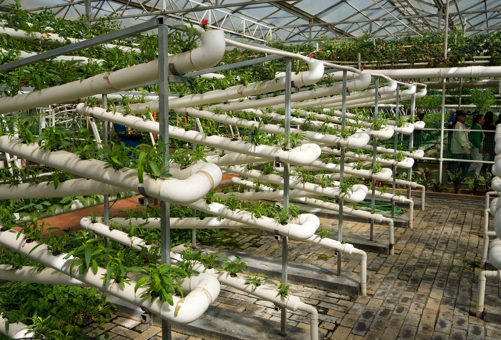 这是4月20日在蔬菜科技博览会上拍摄的新型种植模式展示。