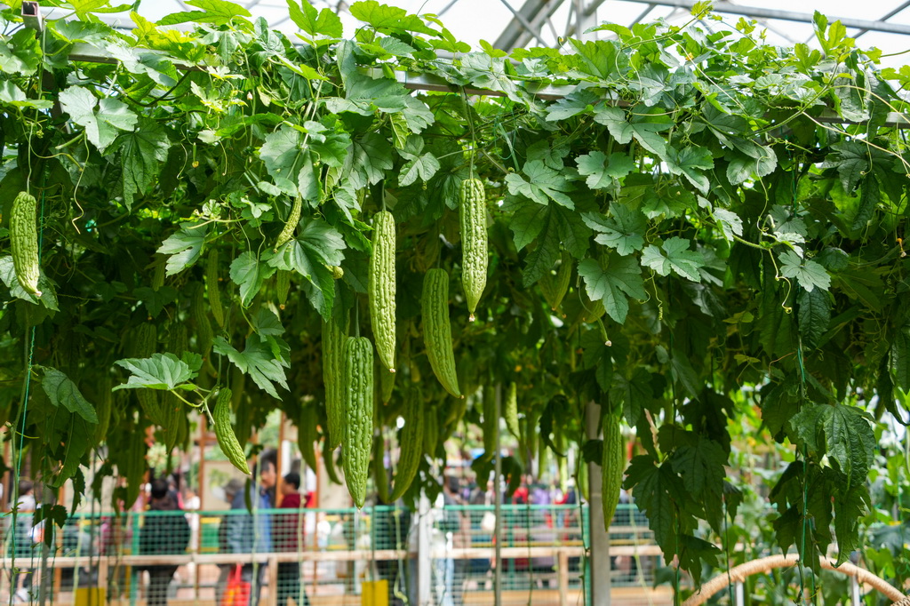 这是4月20日在蔬菜科技博览会上拍摄的蔬菜品种展示。