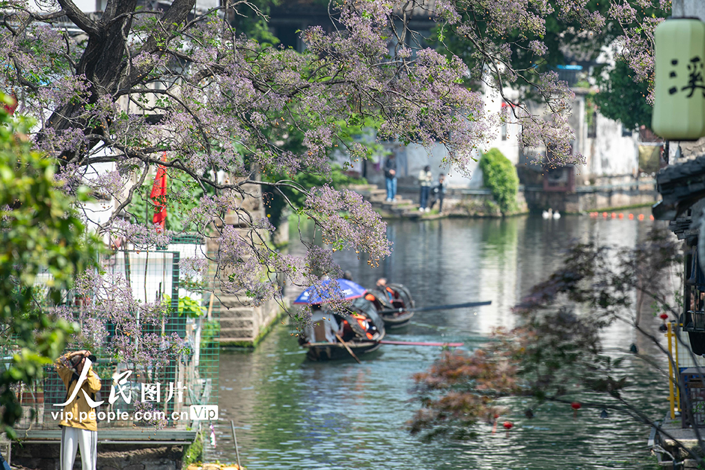 浙江绍兴：苦楝花开引客来 千年古城添诗意【2】