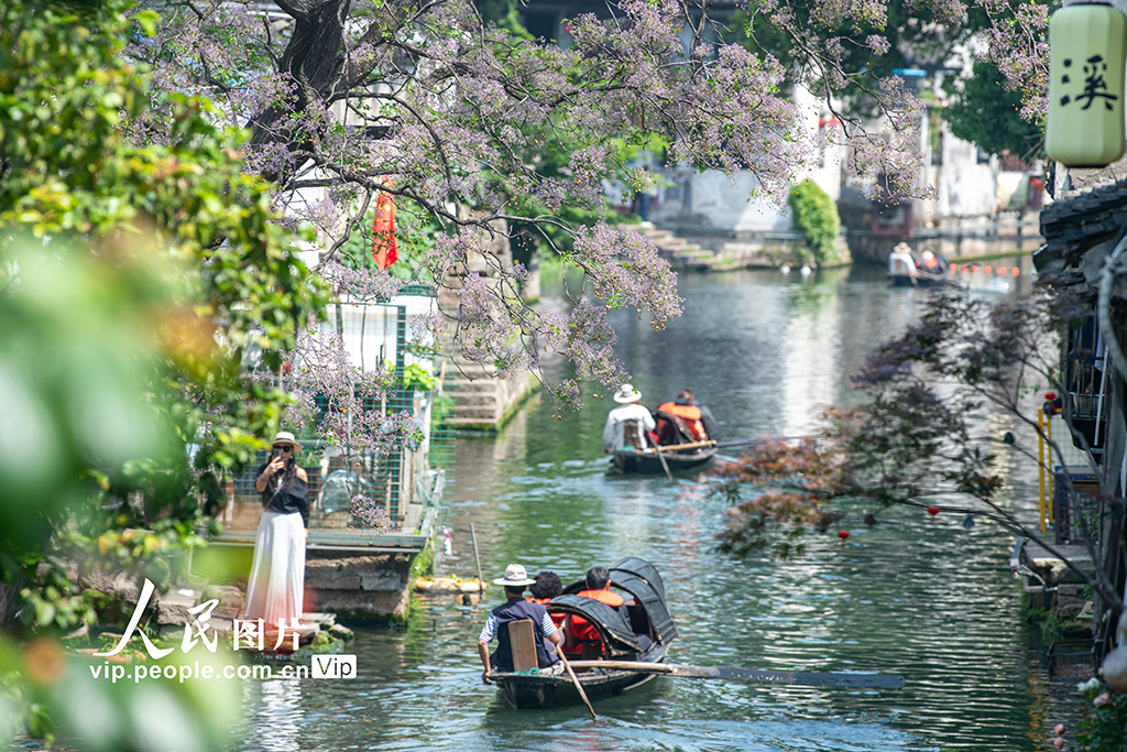 浙江绍兴：苦楝花开引客来 千年古城添诗意【3】