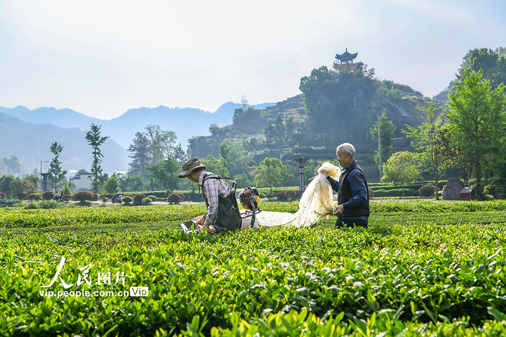 湖北英山：机采春茶【2】