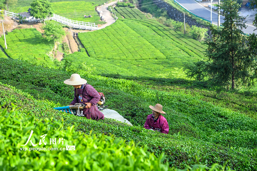湖北英山:机采春茶【6】