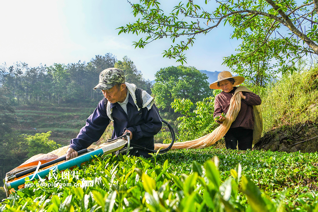 湖北英山:机采春茶【7】