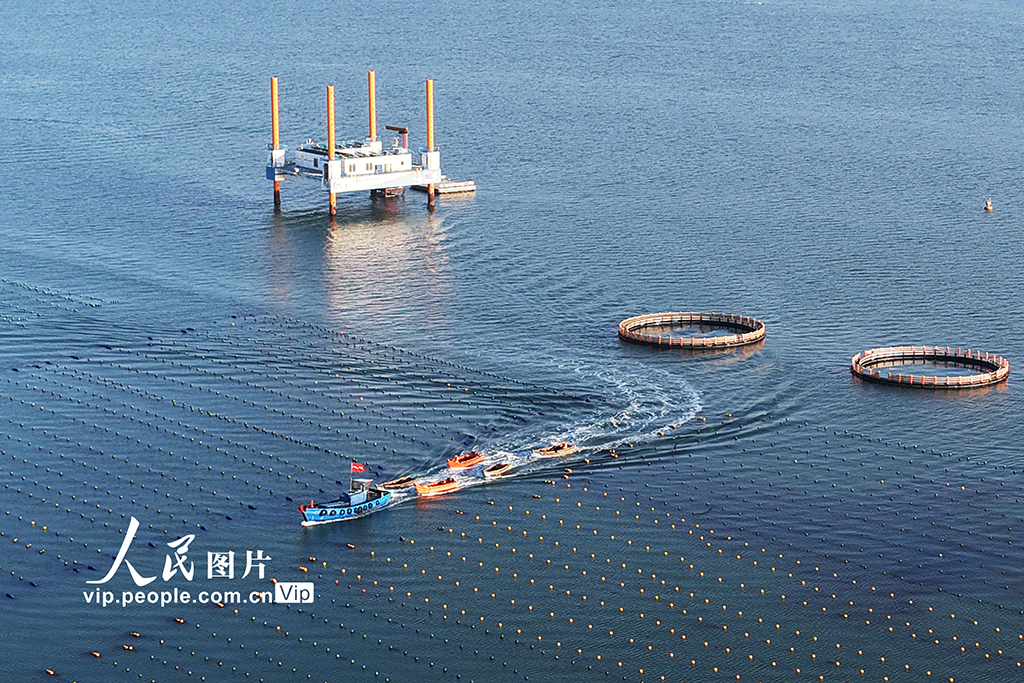 山东荣成:18万亩海带进入集中收获期【4】