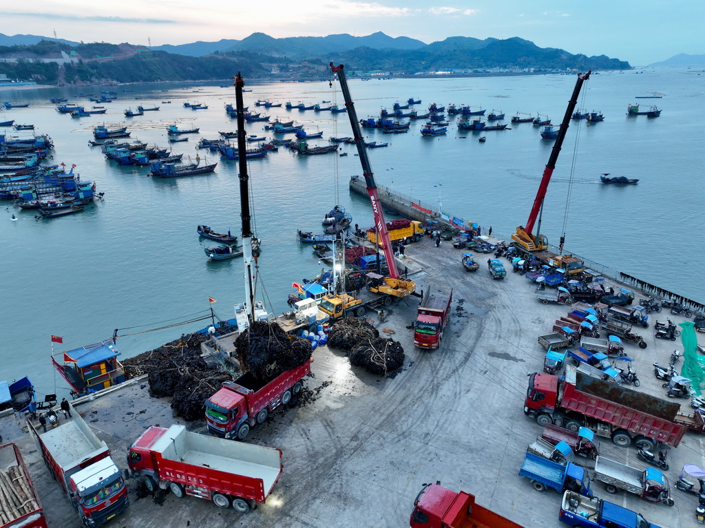 4月25日，福建省宁德市霞浦县下浒镇渔民在码头转运海带（无人机照片）。