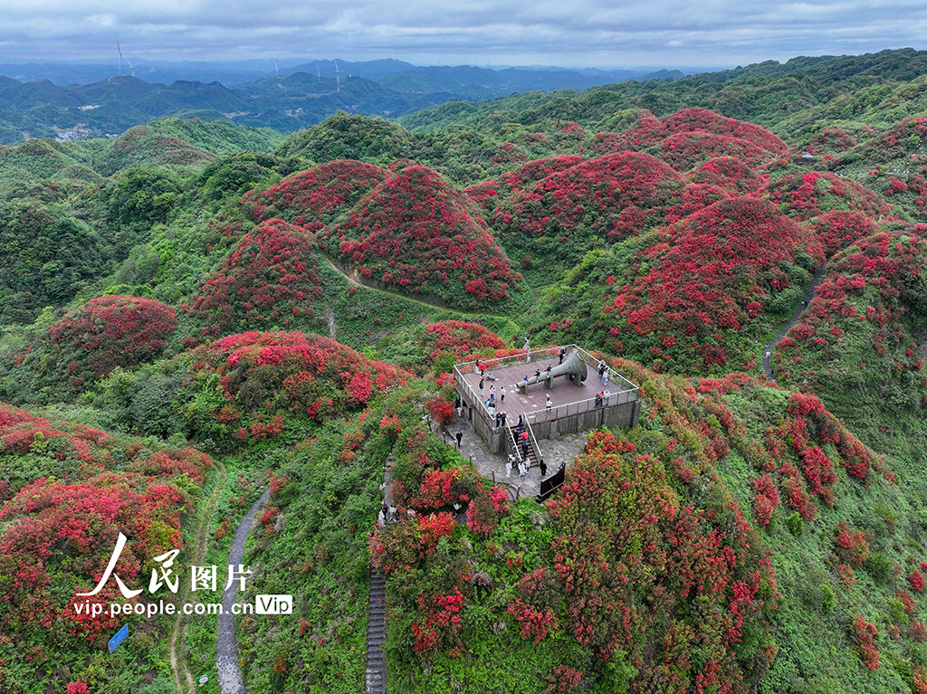贵州遵义:高山杜鹃进入盛花期【2】