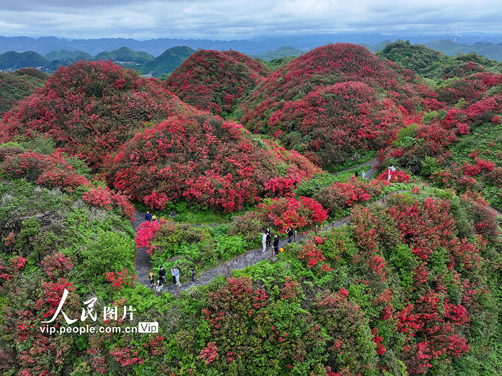 贵州遵义:高山杜鹃进入盛花期【3】