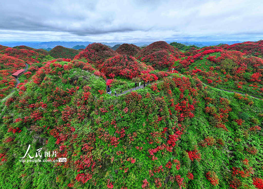 贵州遵义:高山杜鹃进入盛花期【4】