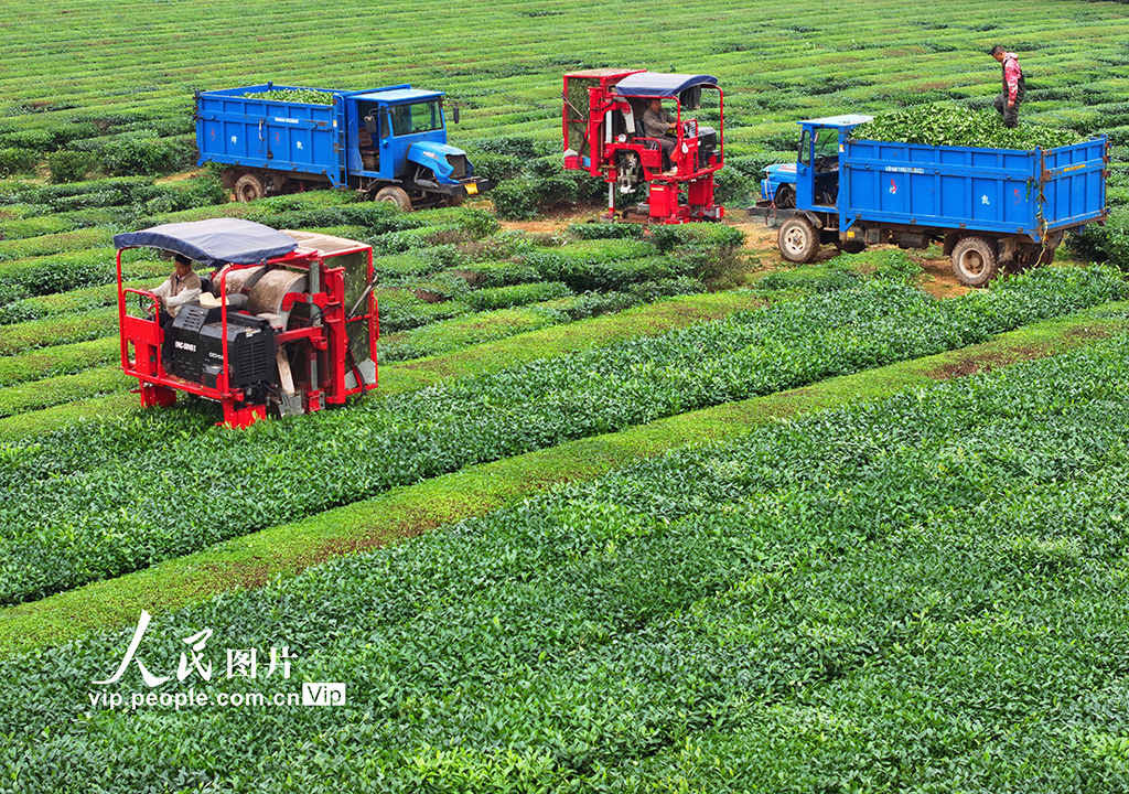 智能采茶机采收夏茶【4】