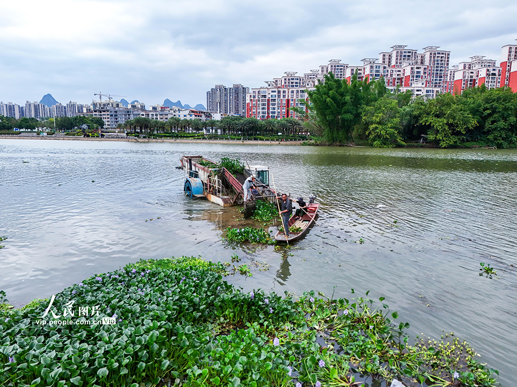 广西贺州：清理水草 守护河道【3】