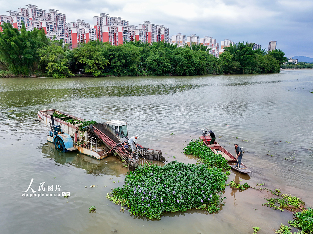广西贺州：清理水草 守护河道【2】