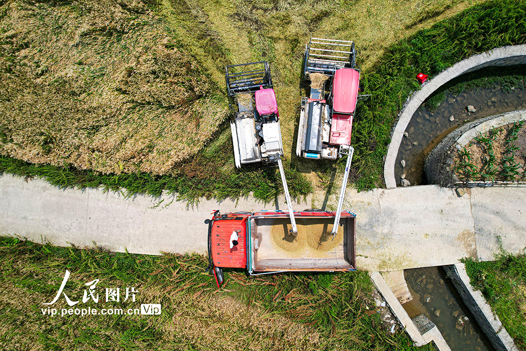 贵州黔西:抢收小麦 颗粒归仓【6】
